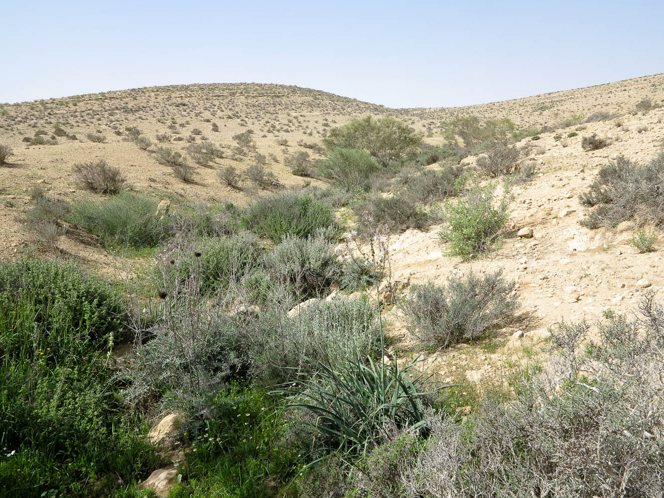 Негев, image of landscape/habitat.