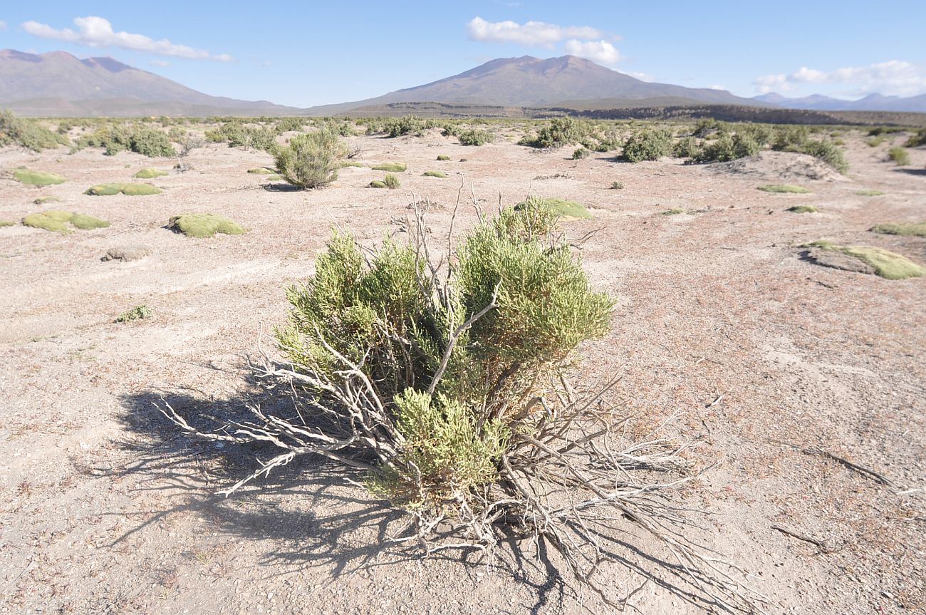 Окрестности села Сан-Хуан, image of landscape/habitat.