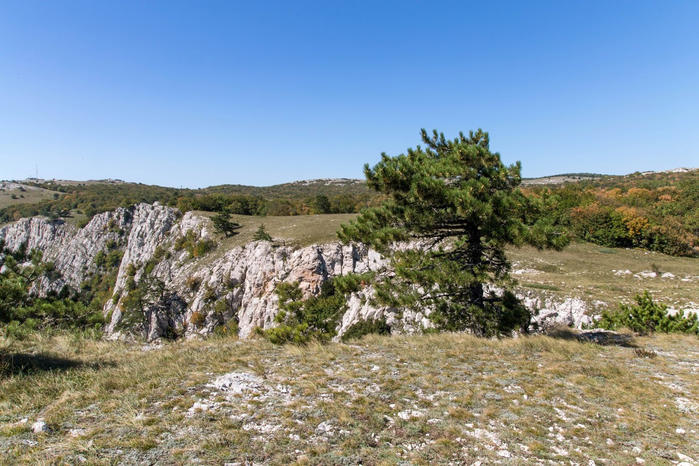 Ай-Петринская яйла, image of landscape/habitat.