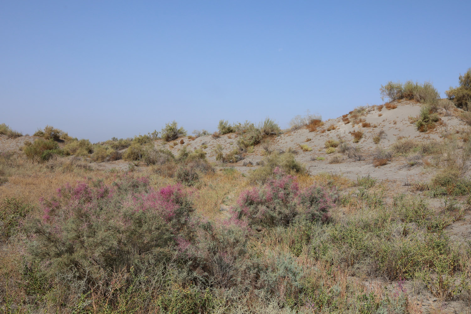 Пески Язъяван, Язъяванский район, image of landscape/habitat.