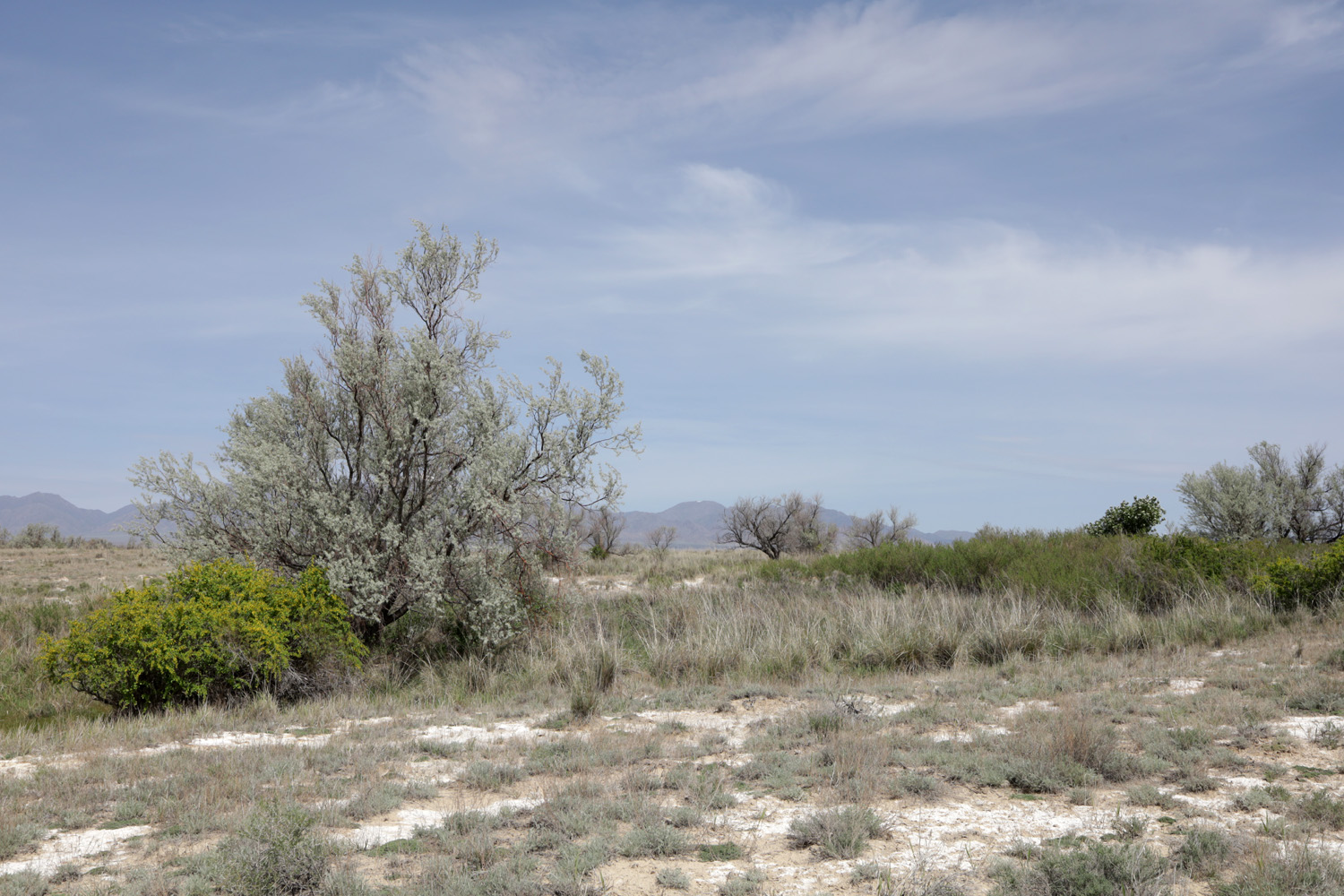 Мынбулак, image of landscape/habitat.