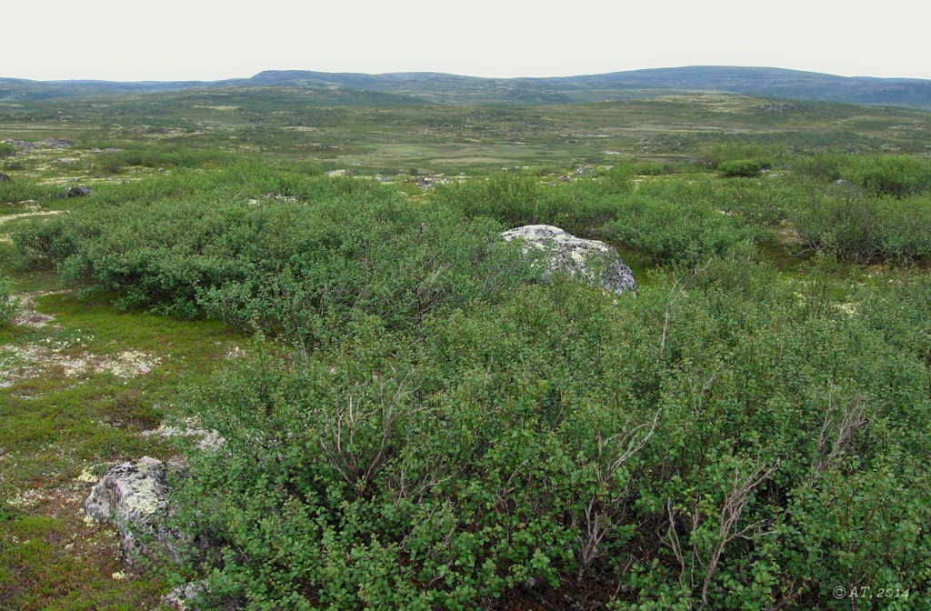Туманный (восточные окрестности), image of landscape/habitat.