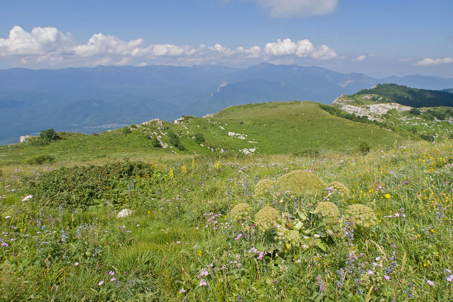 Черногор, image of landscape/habitat.