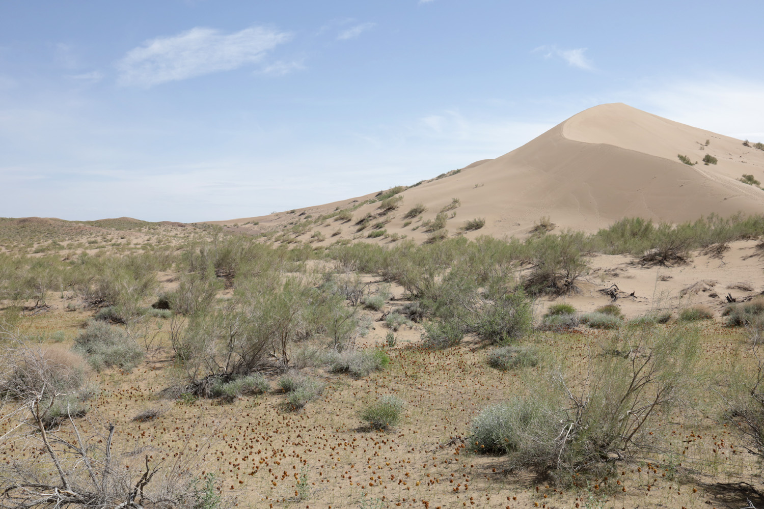 Айгайкум (Поющий бархан), image of landscape/habitat.