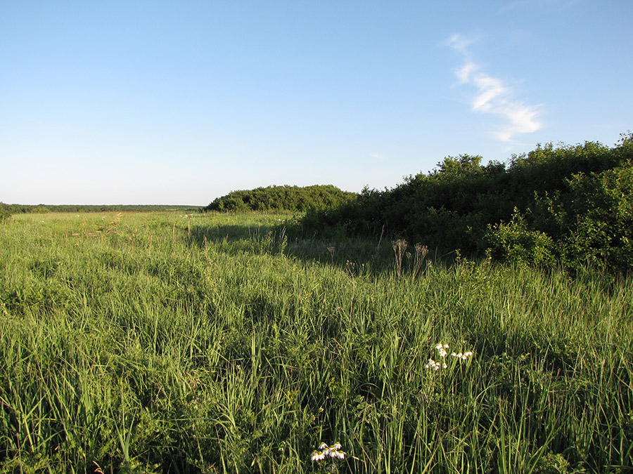 Стрелица, image of landscape/habitat.