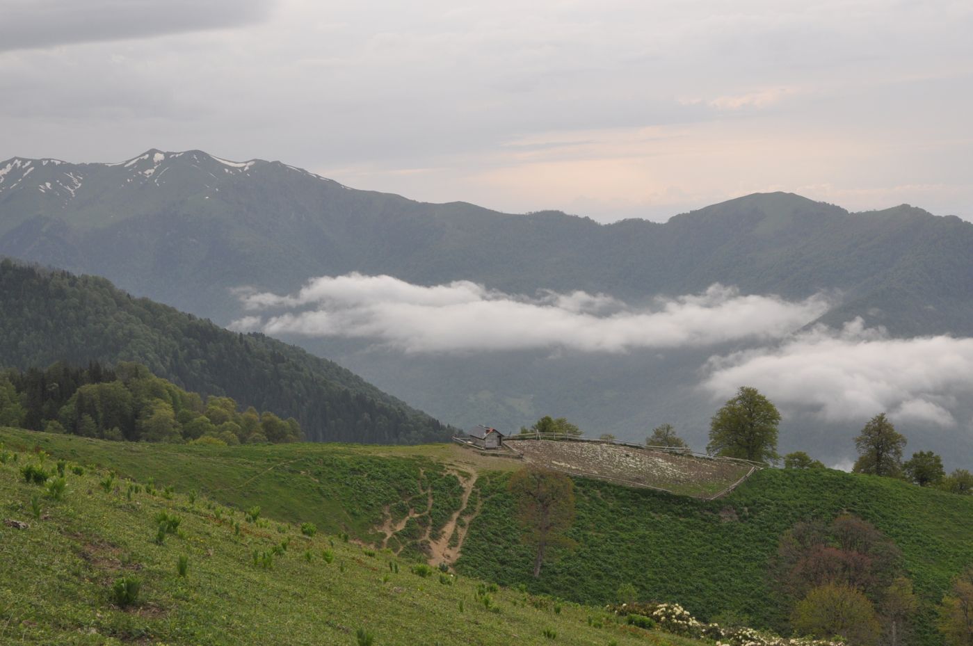 Гора Ломис-Мта, image of landscape/habitat.