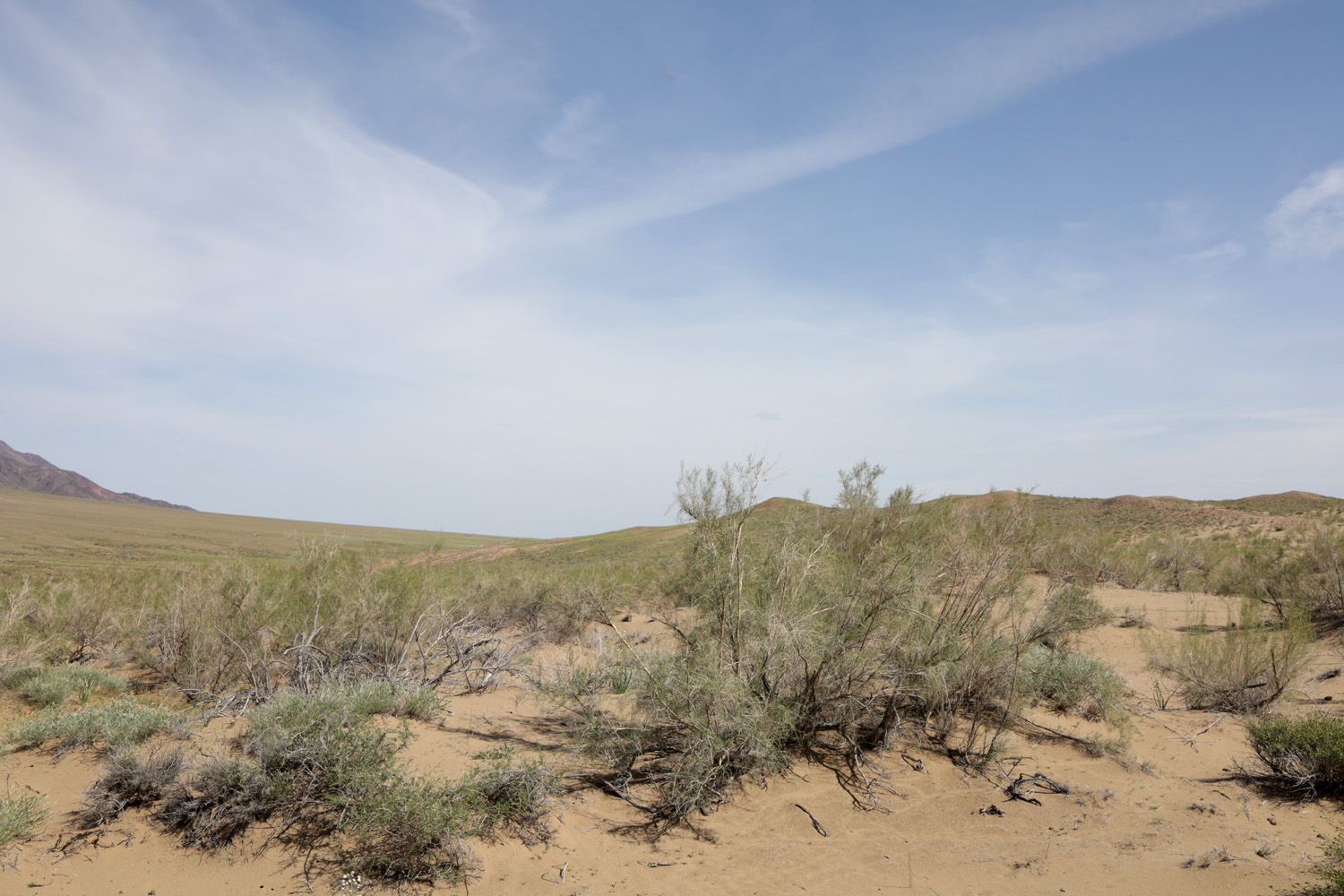 Айгайкум (Поющий бархан), image of landscape/habitat.