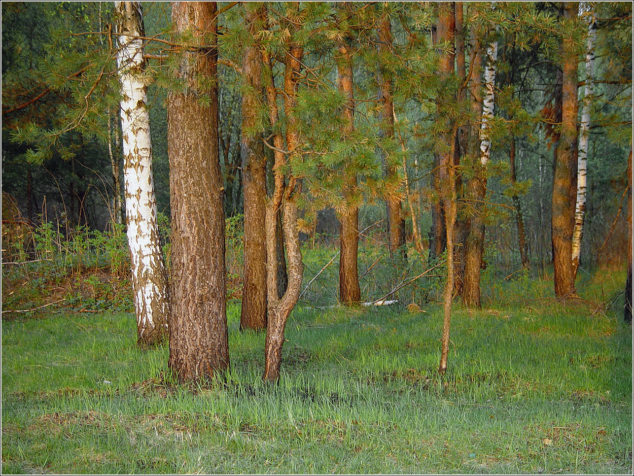 Окрестности Хрипани, image of landscape/habitat.