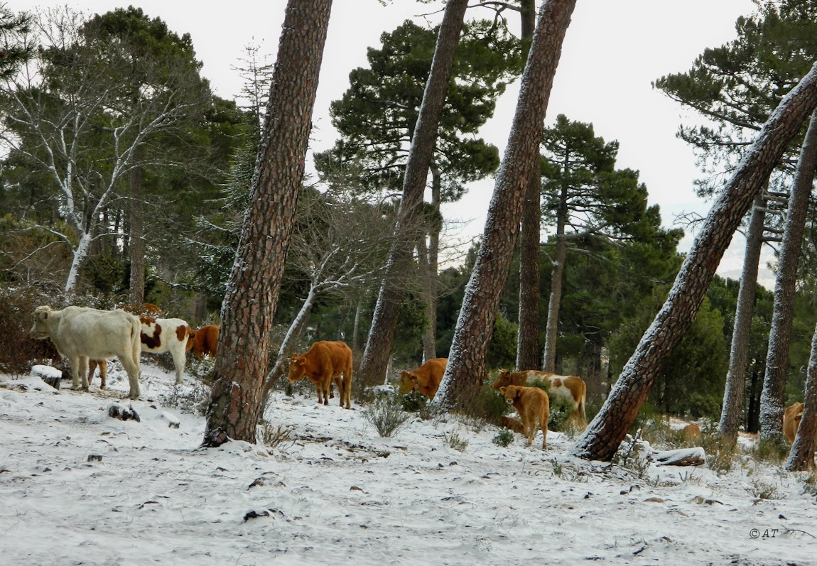 Аbantos (гора стервятников), image of landscape/habitat.