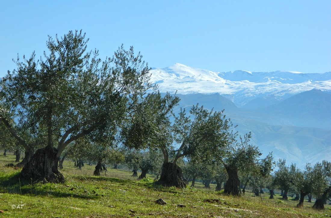 Гранада, image of landscape/habitat.