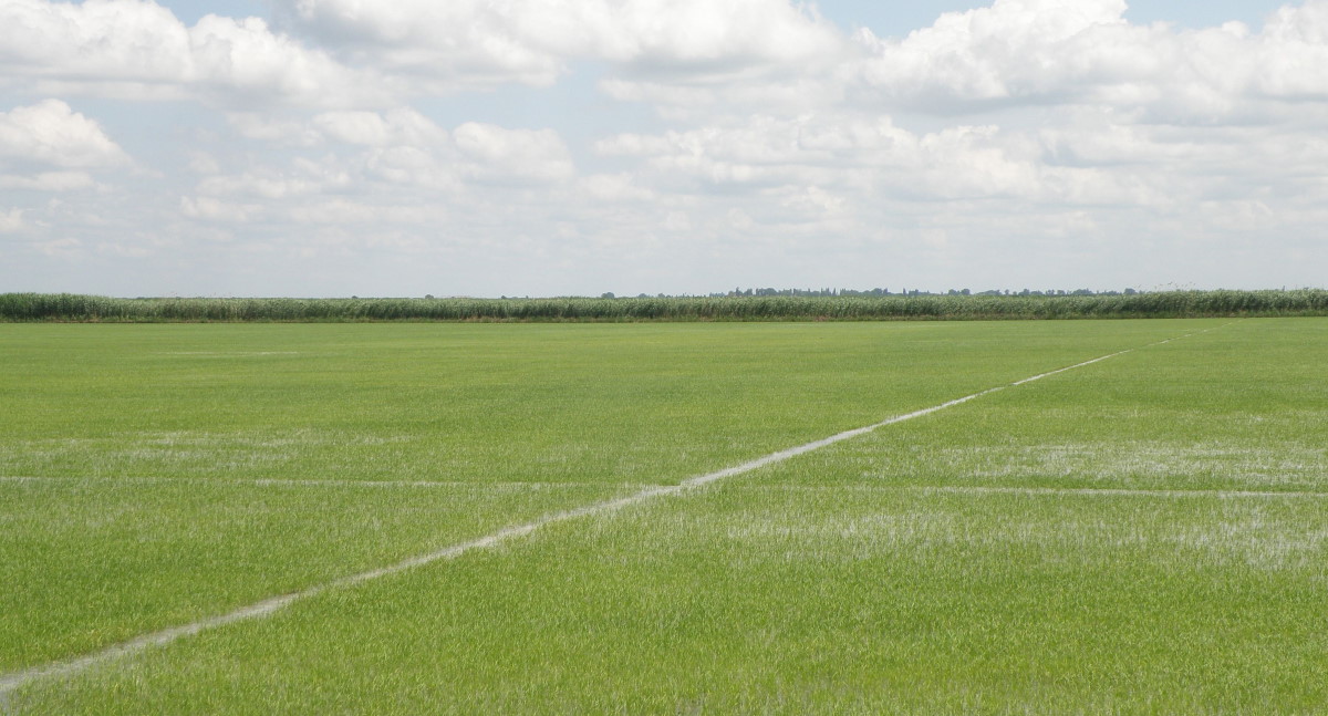 Станица Старонижестеблиевская, image of landscape/habitat.