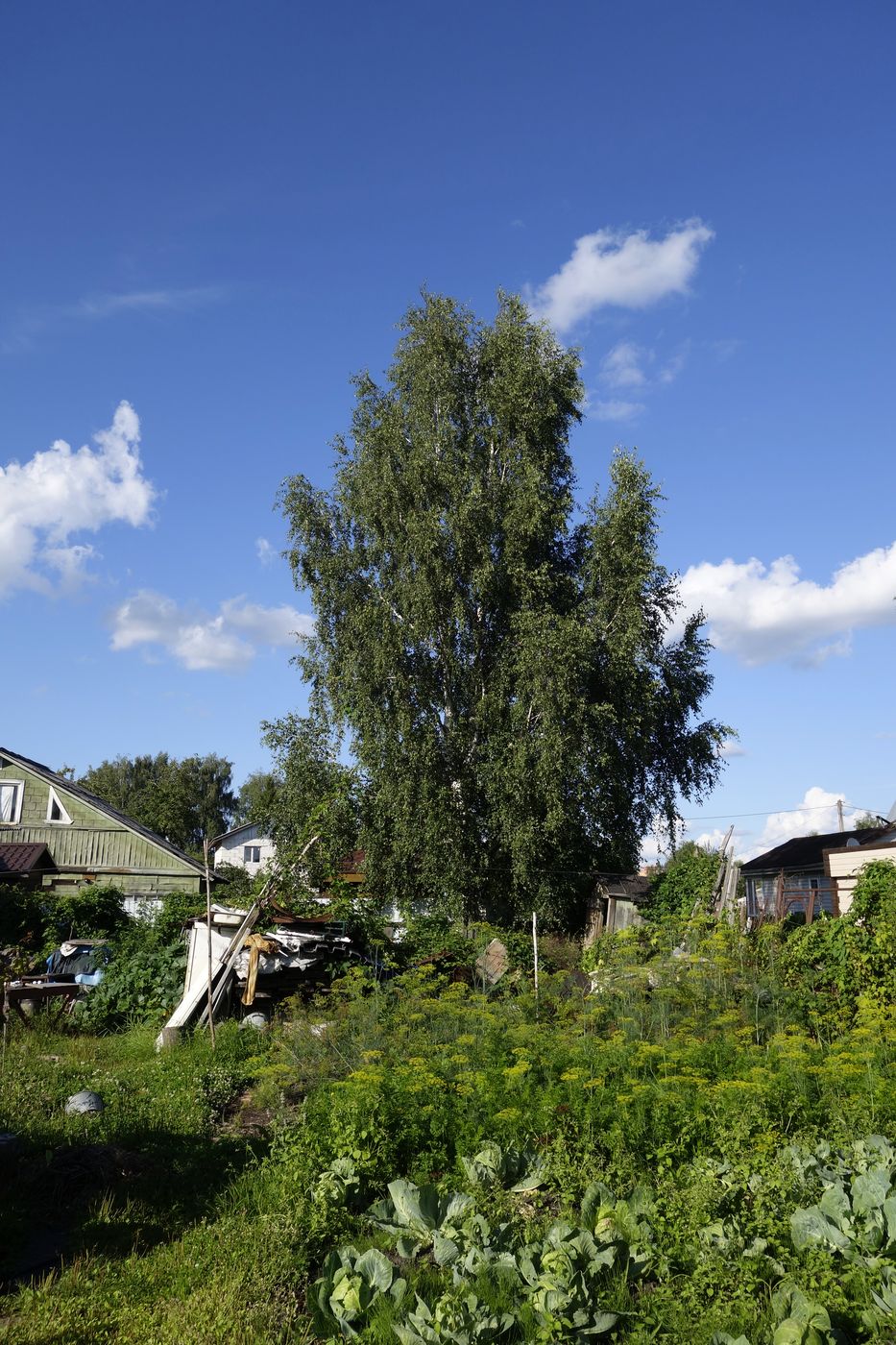 СНТ "Наука", image of landscape/habitat.