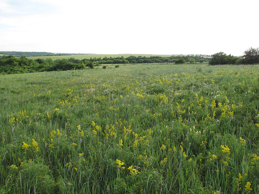 Лубушева степь, image of landscape/habitat.