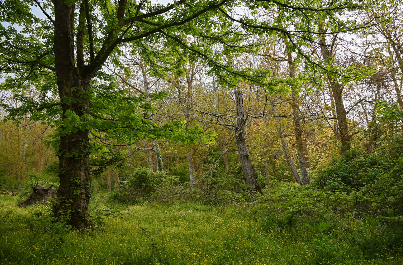 Самурский лес, image of landscape/habitat.