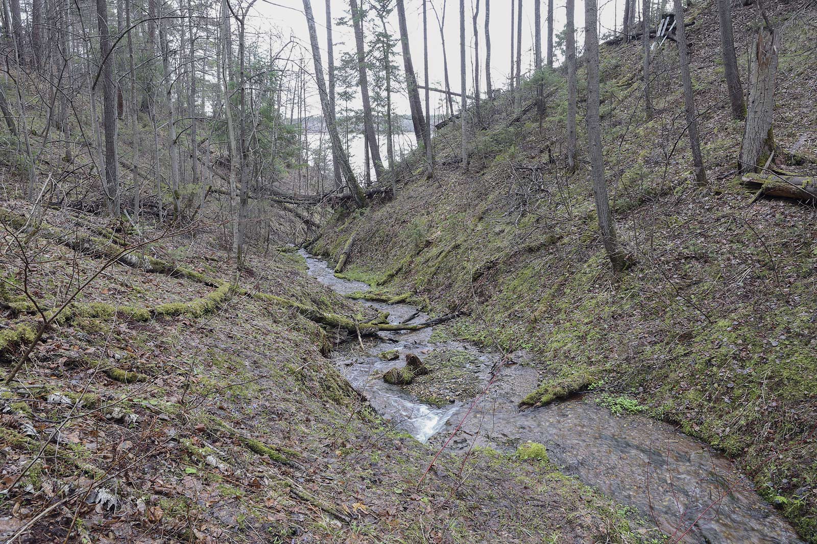 Кунчурихинский бор, image of landscape/habitat.