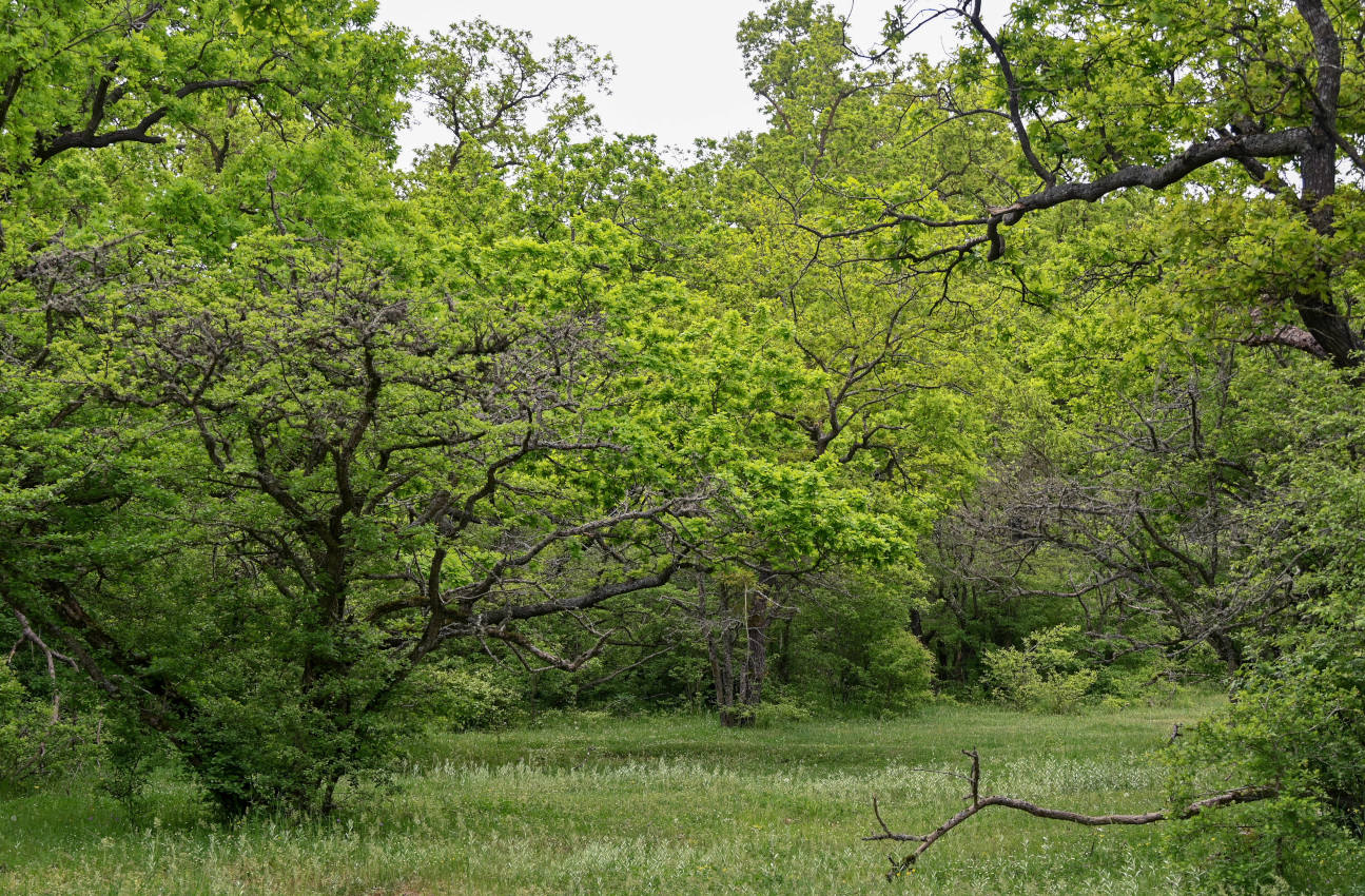 Самурский лес, image of landscape/habitat.