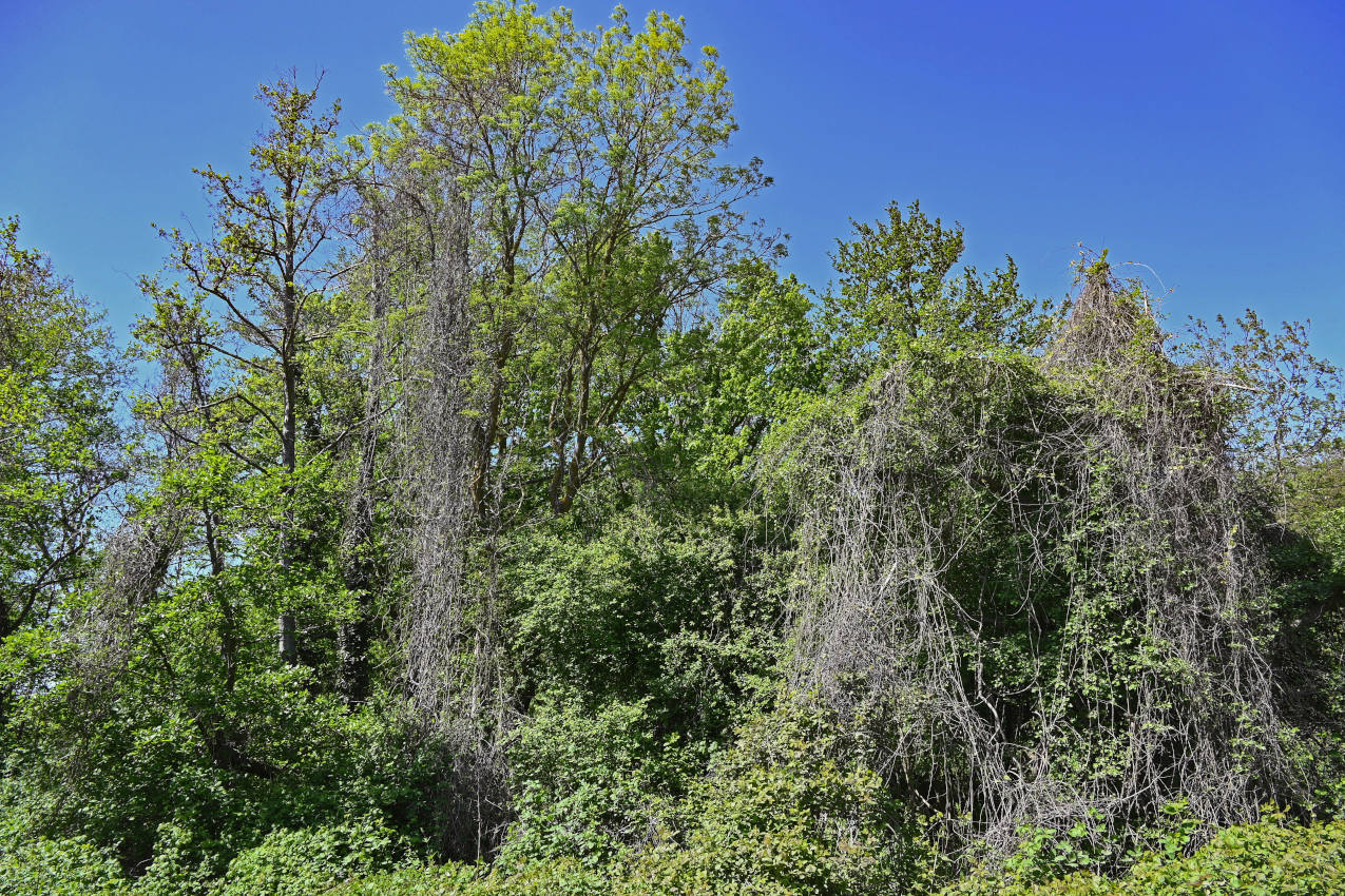 Самурский лес, image of landscape/habitat.