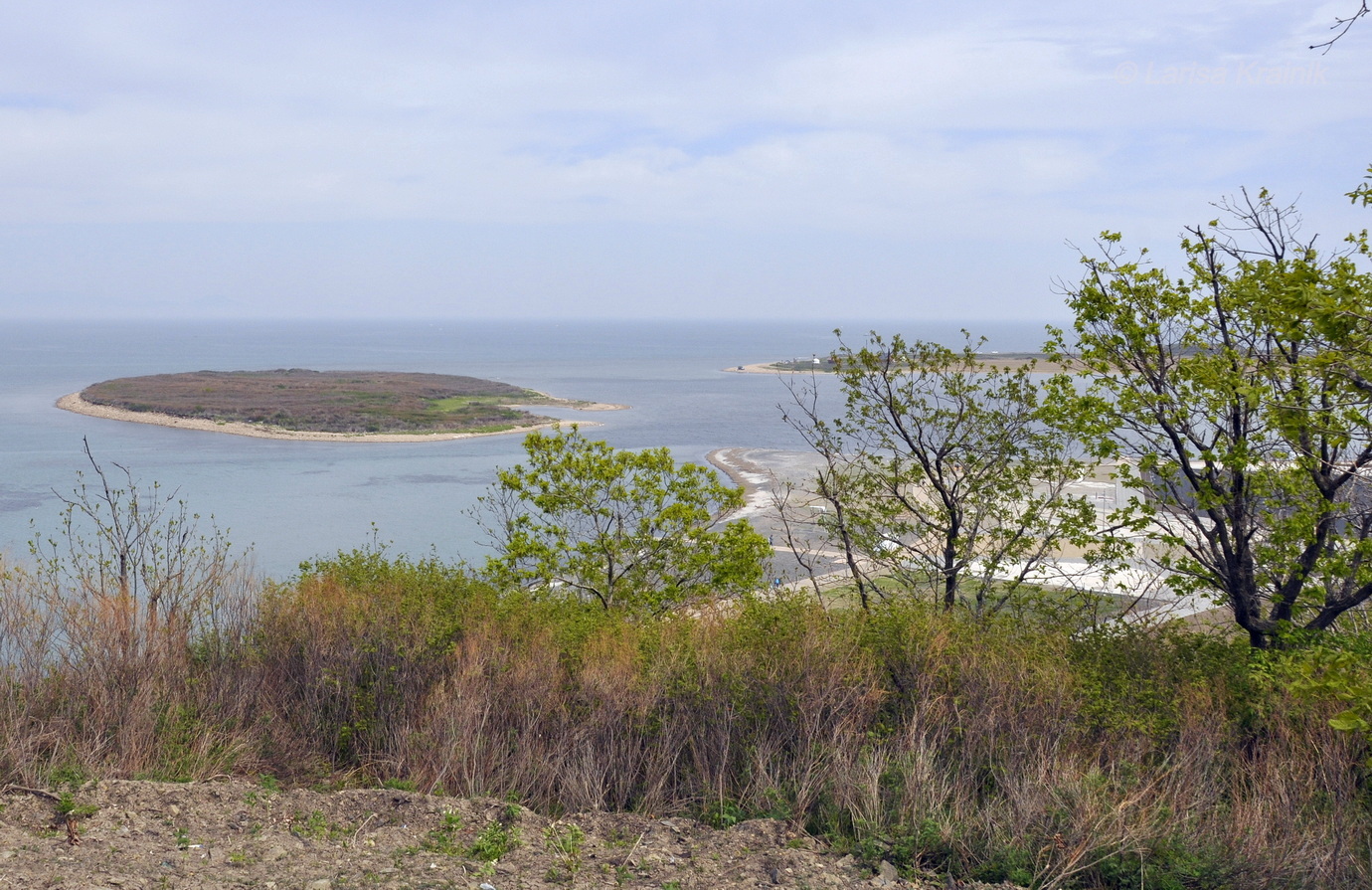 Бухта Ахлёстышева, image of landscape/habitat.