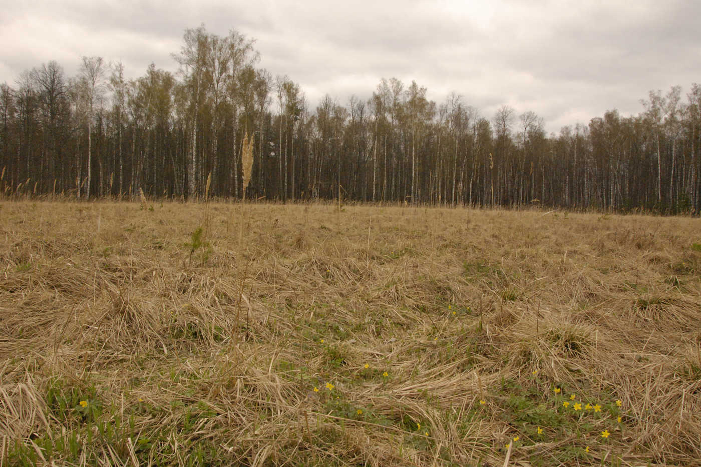 Местечко Карпова Поляна, image of landscape/habitat.