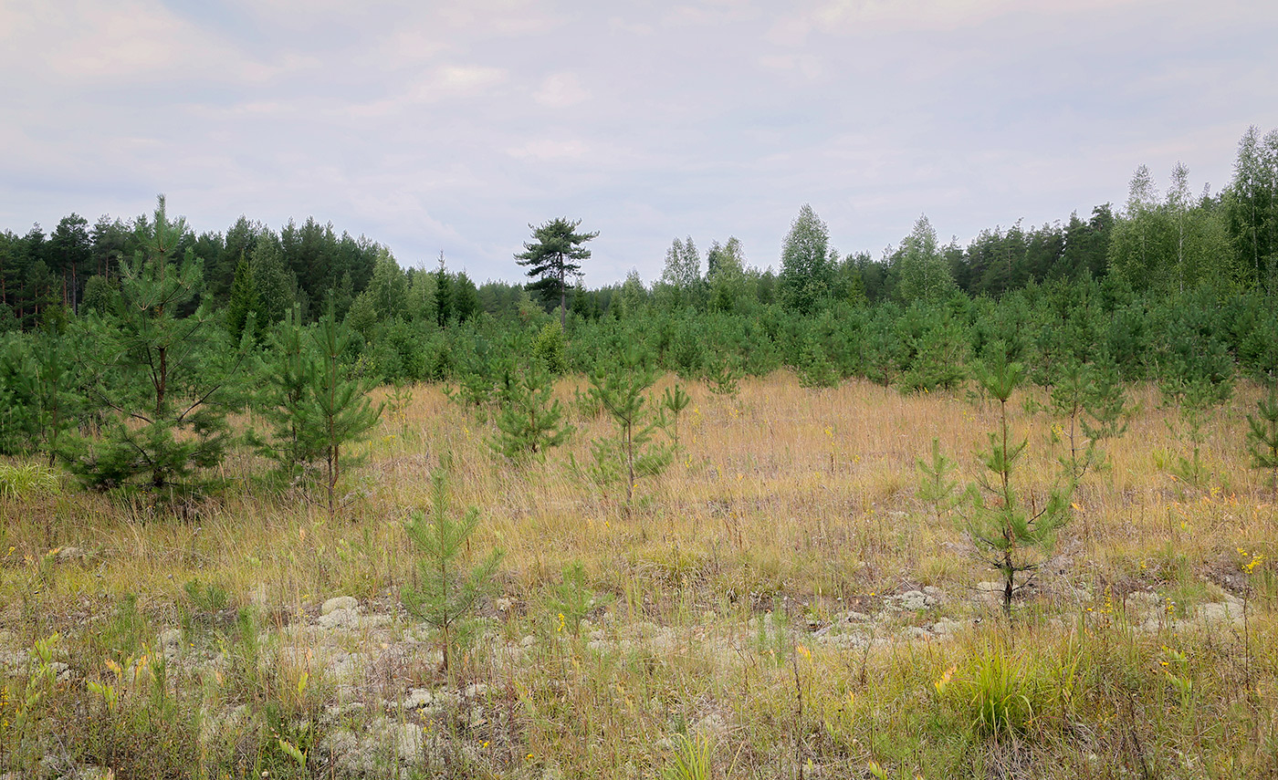 Кунчурихинский бор, image of landscape/habitat.