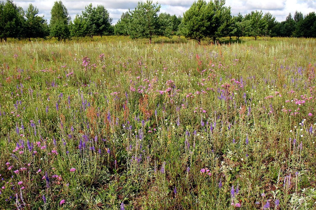 Окрестности д. Лужки, image of landscape/habitat.