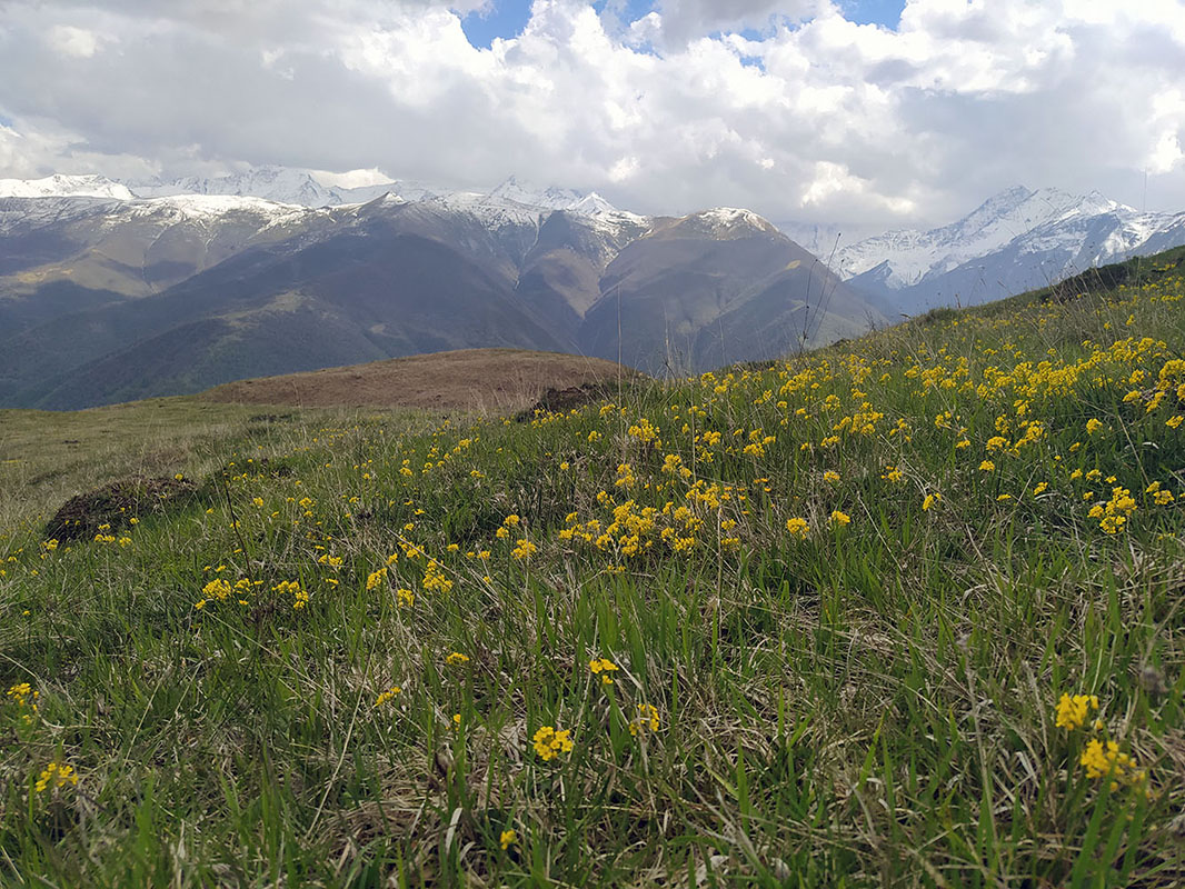 Шарой, image of landscape/habitat.