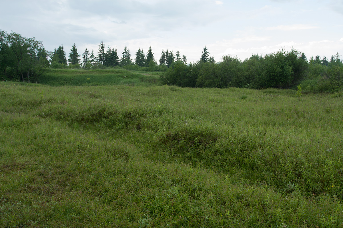 Окрестности Пудости, image of landscape/habitat.