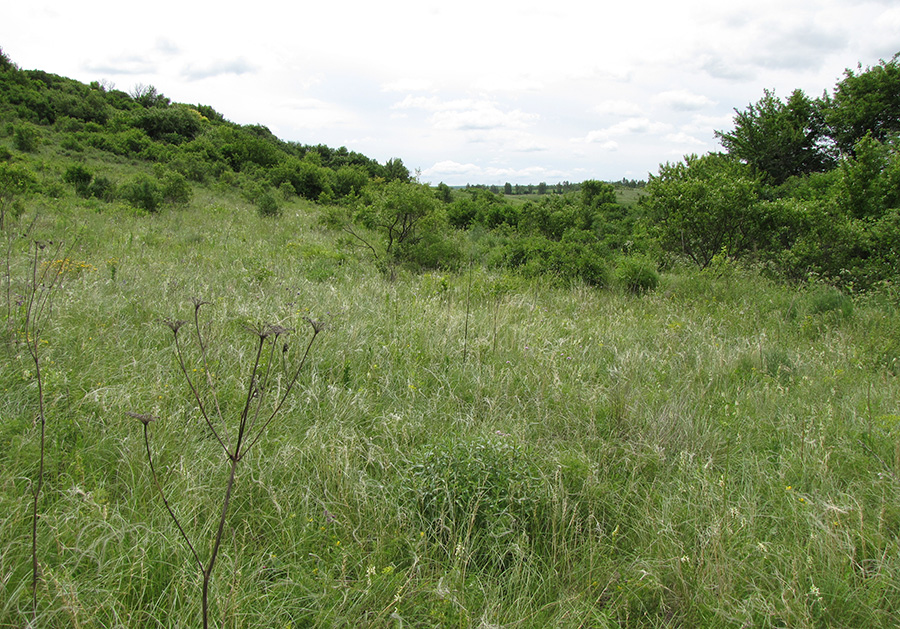 Лог Вишняки, image of landscape/habitat.