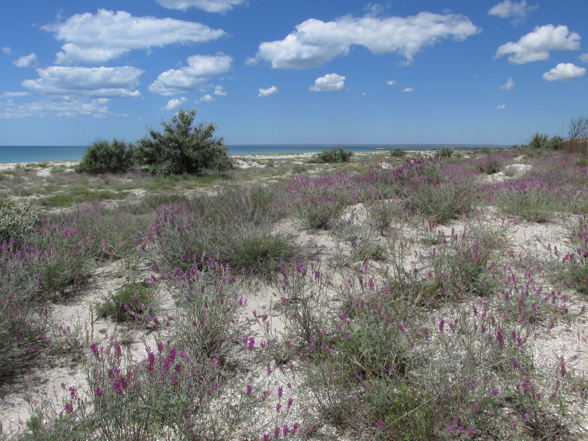 Донузлав, image of landscape/habitat.