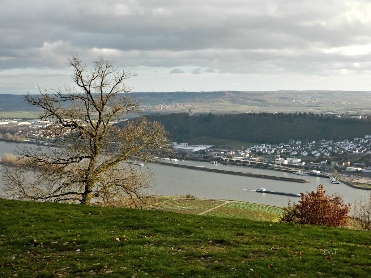 Рюдесхайм (на Рейне), image of landscape/habitat.