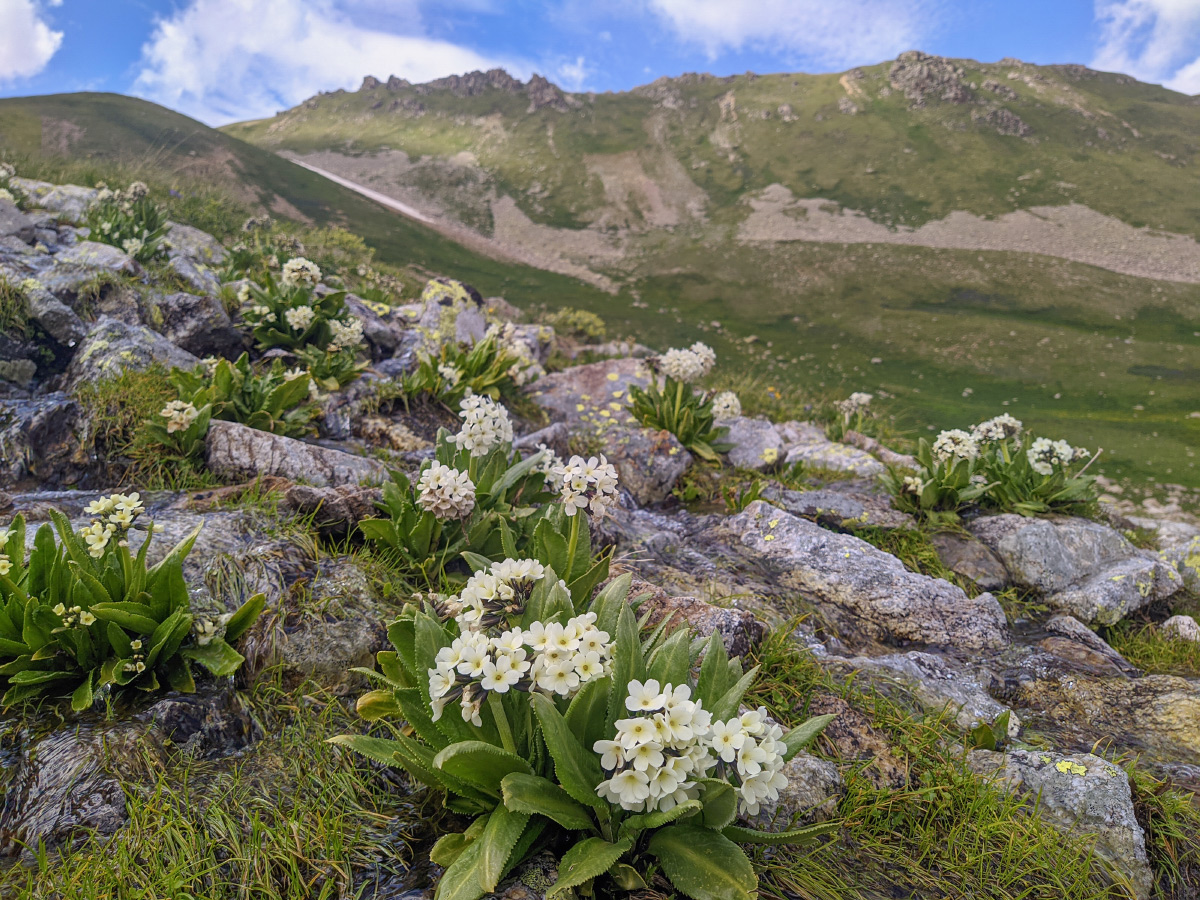 Долина реки Бартуидон, image of landscape/habitat.