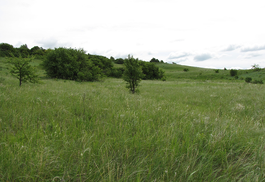 Лог Вишняки, image of landscape/habitat.