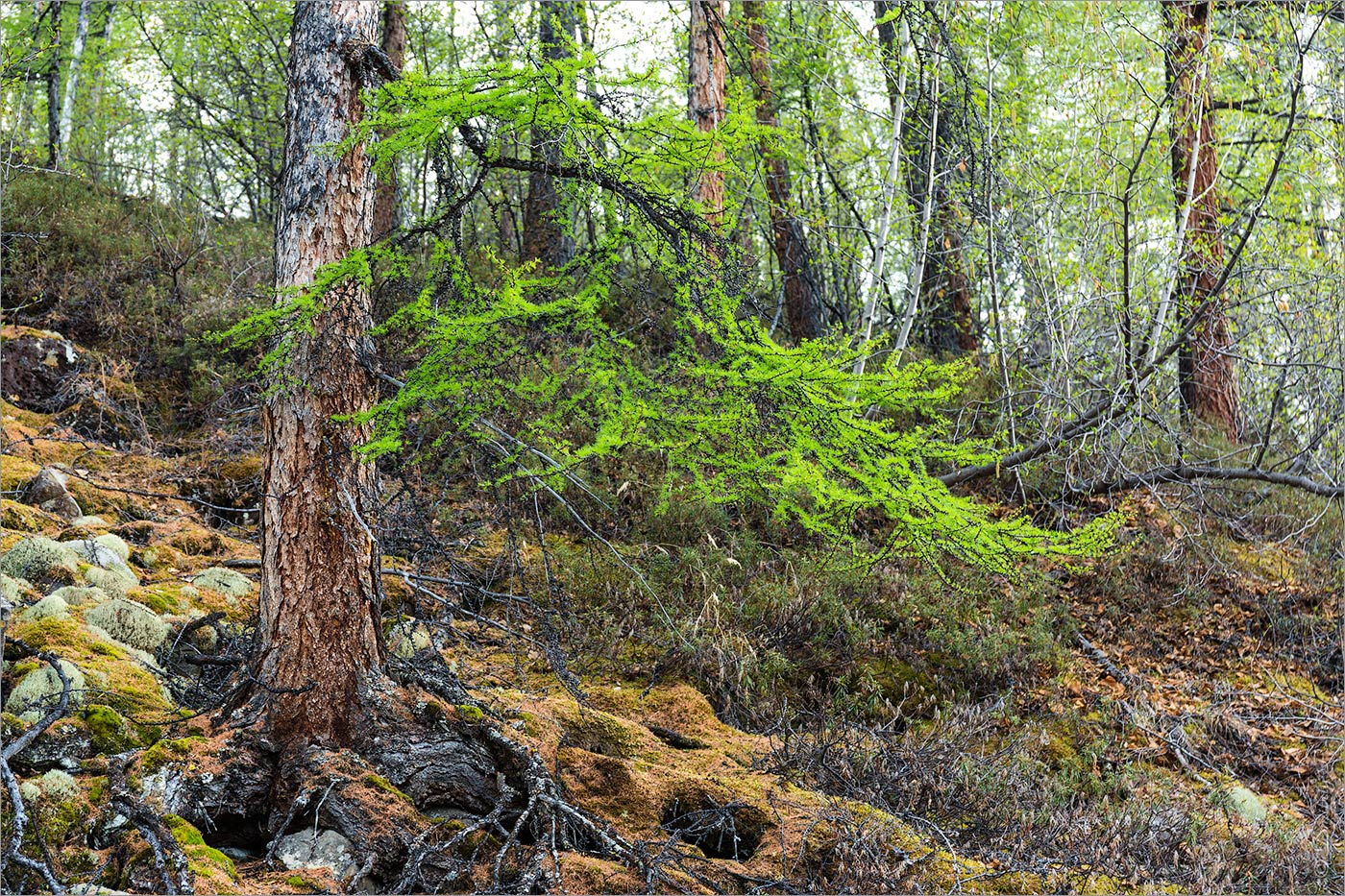 Долина Курейки, image of landscape/habitat.