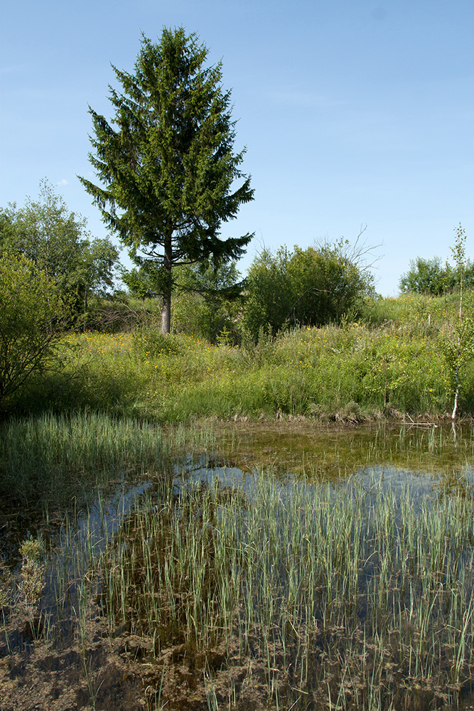 Окрестности Пудости, image of landscape/habitat.