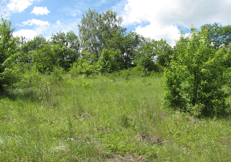 Лог Вишняки, image of landscape/habitat.