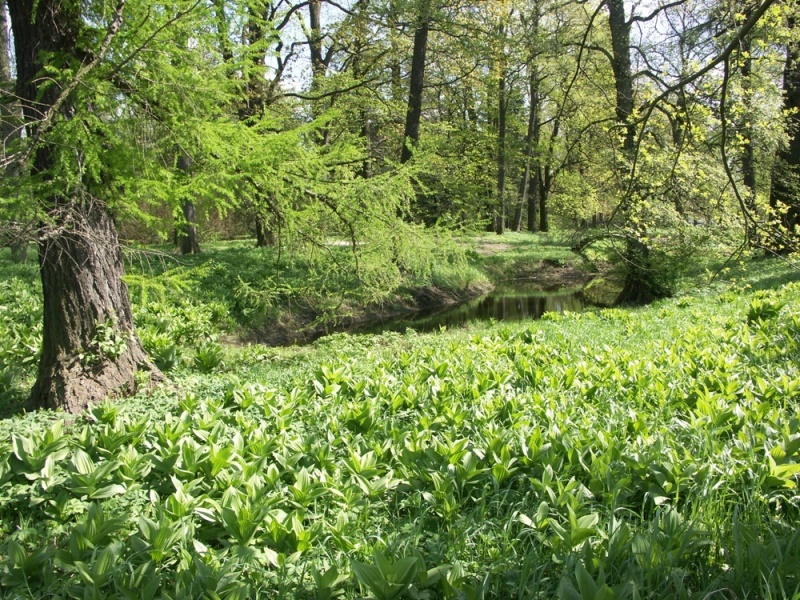 Парк Ботанического института РАН, image of landscape/habitat.