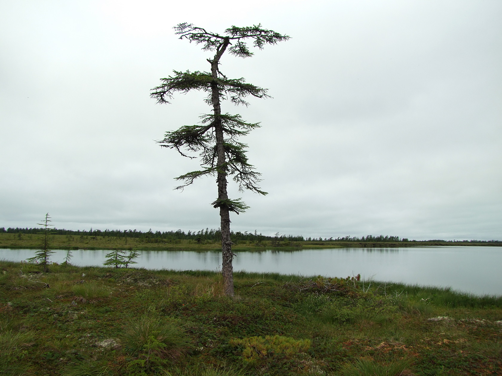 Глухое, image of landscape/habitat.