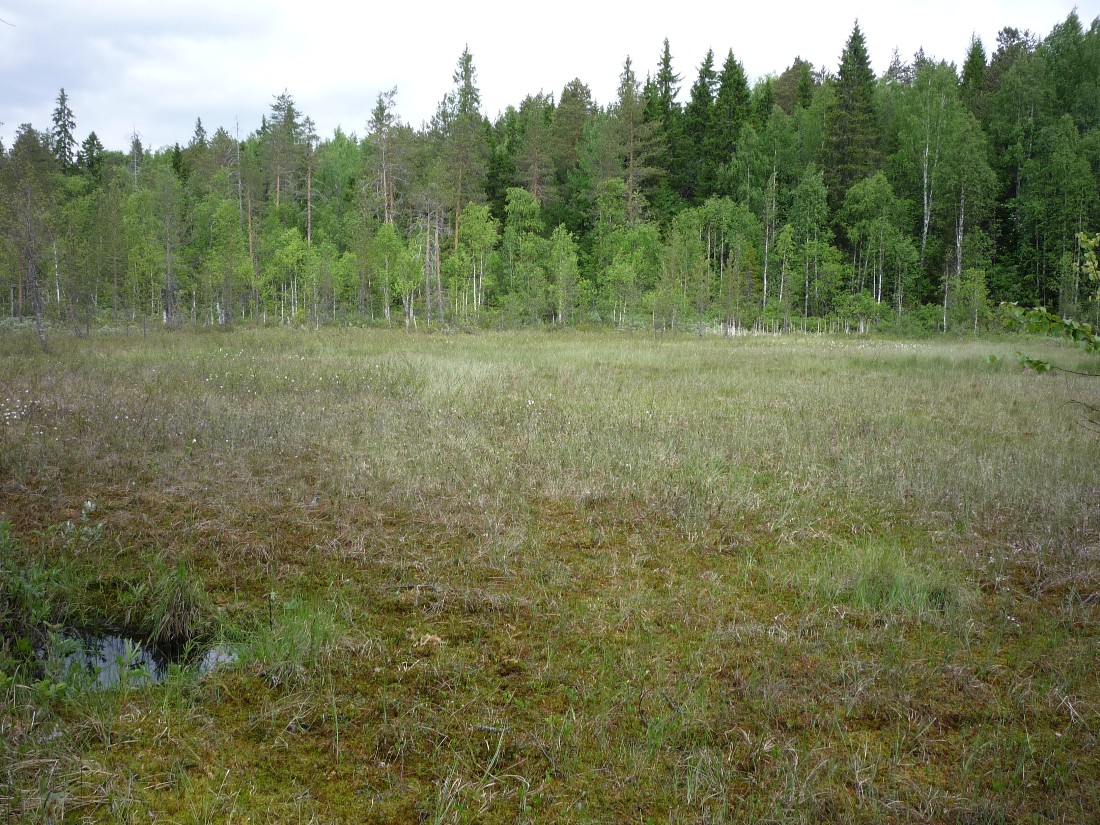 Южные окрестности Архангельска, image of landscape/habitat.