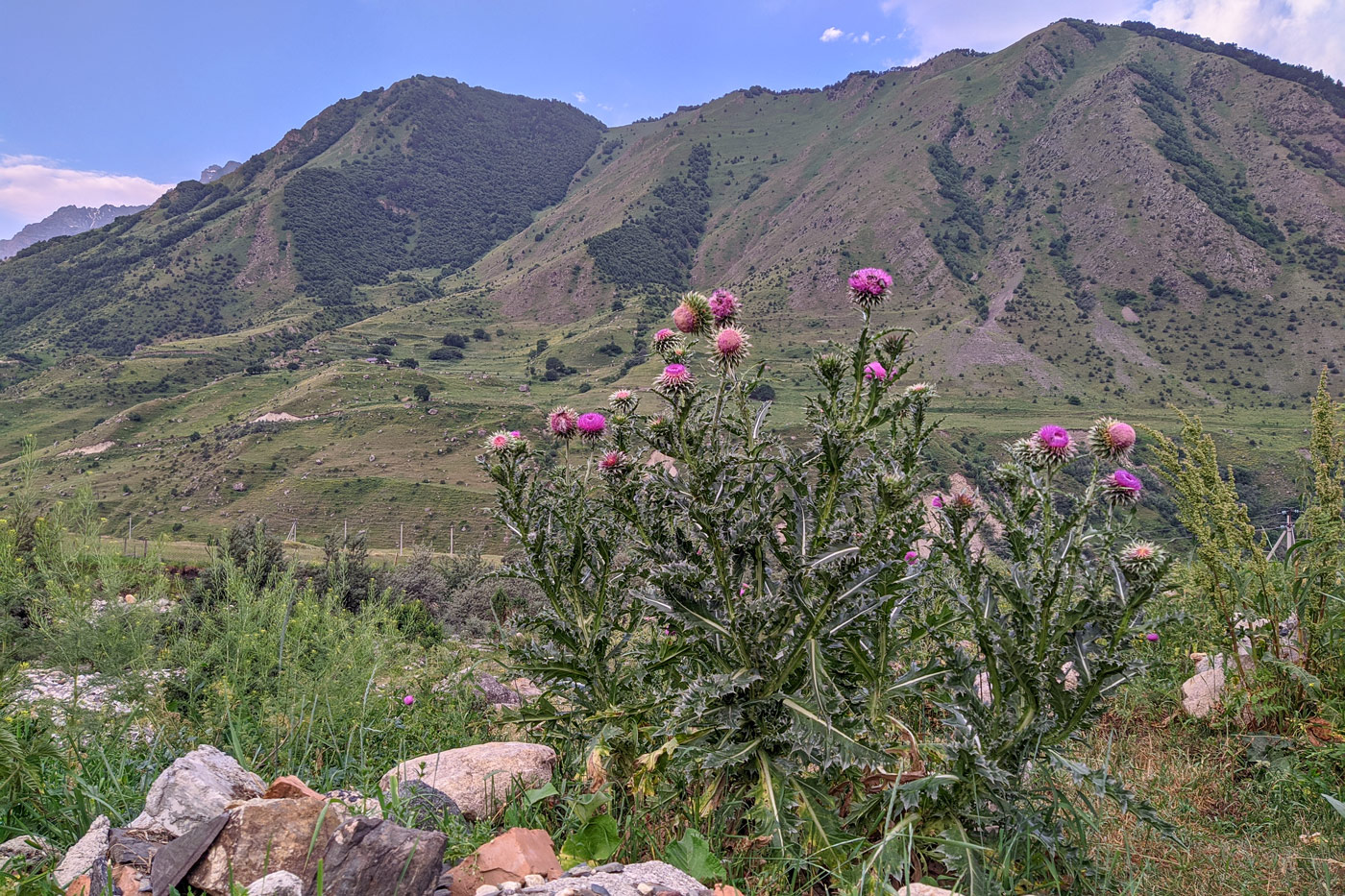 Окрестности с. Дзинага, image of landscape/habitat.