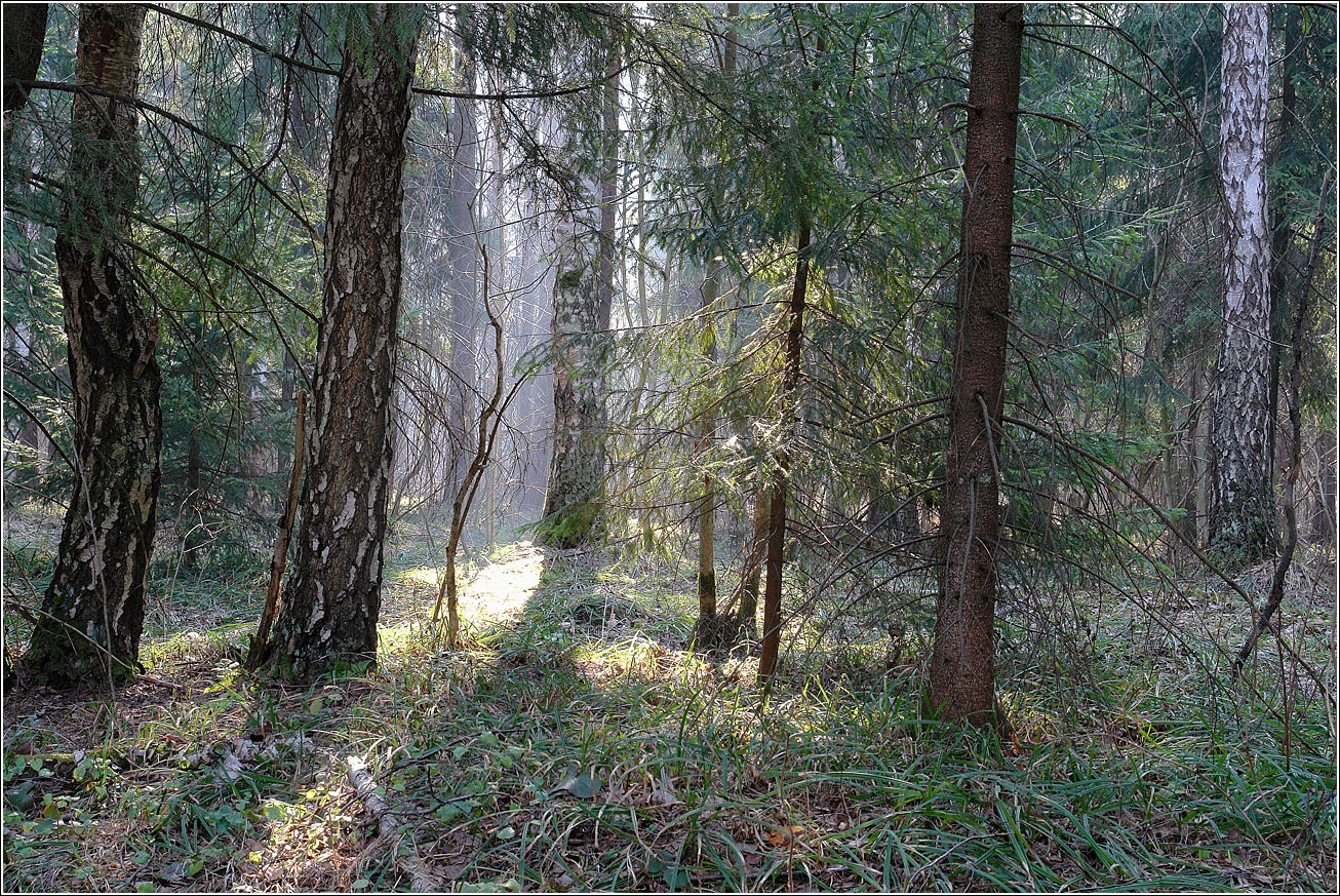 Окрестности Хрипани, image of landscape/habitat.