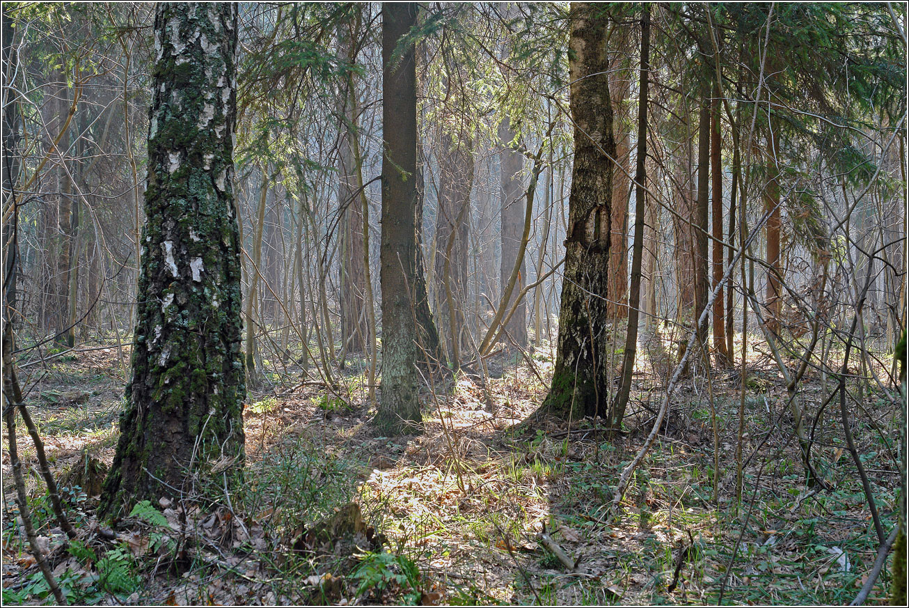 Окрестности Хрипани, image of landscape/habitat.