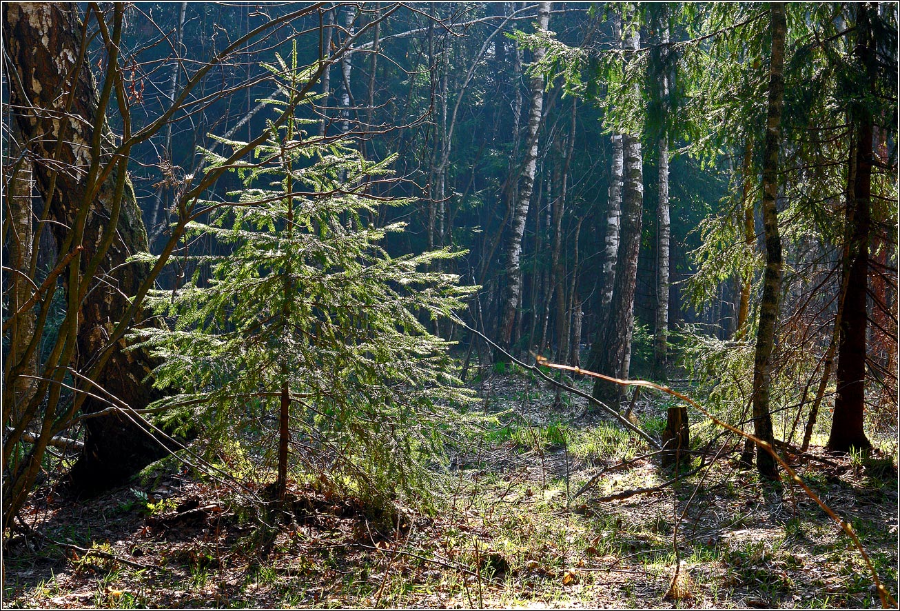 Окрестности Хрипани, image of landscape/habitat.