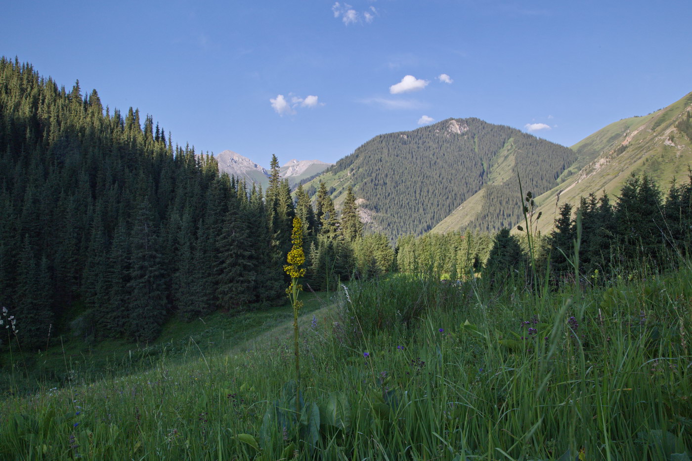 Кульсайские озера, image of landscape/habitat.