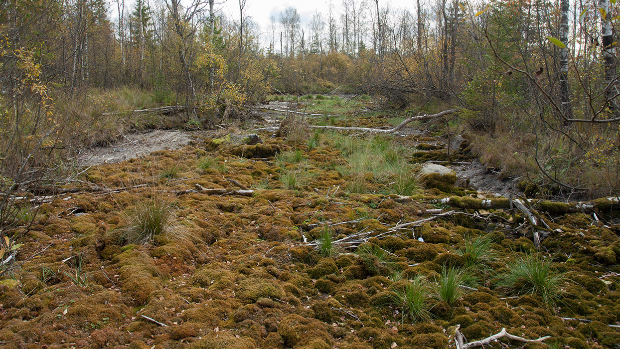 Волосовский район, image of landscape/habitat.