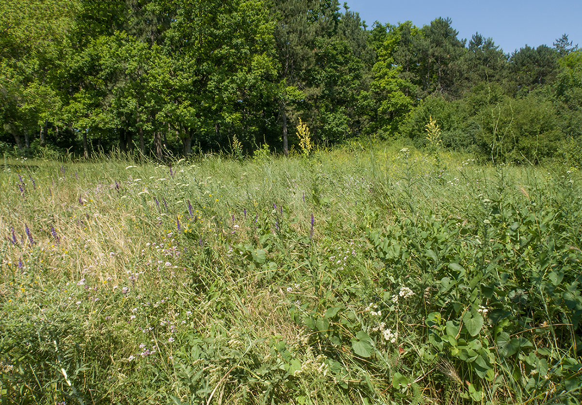 Крымск, окрестности, image of landscape/habitat.