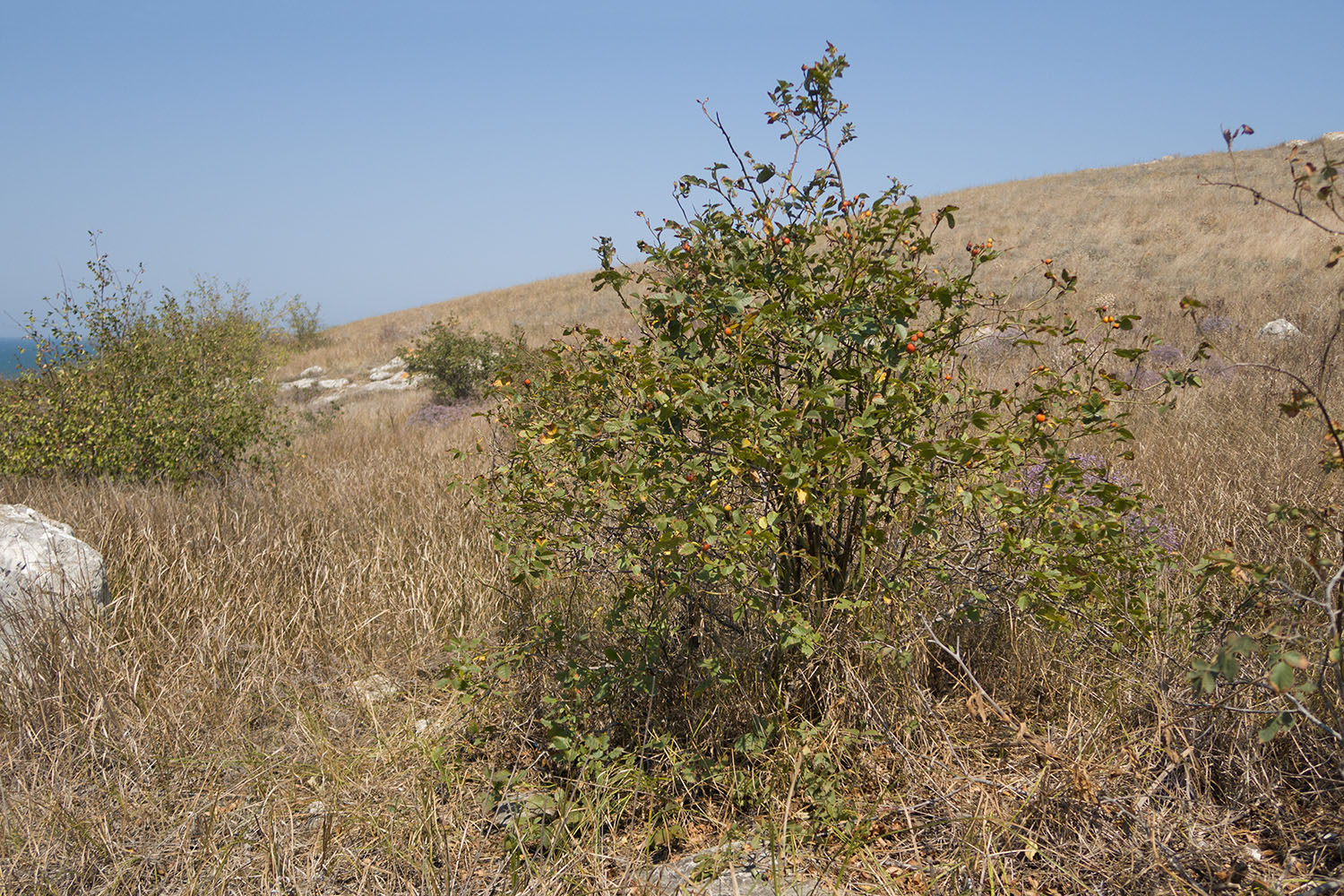 Балка у Генеральских пляжей, image of landscape/habitat.