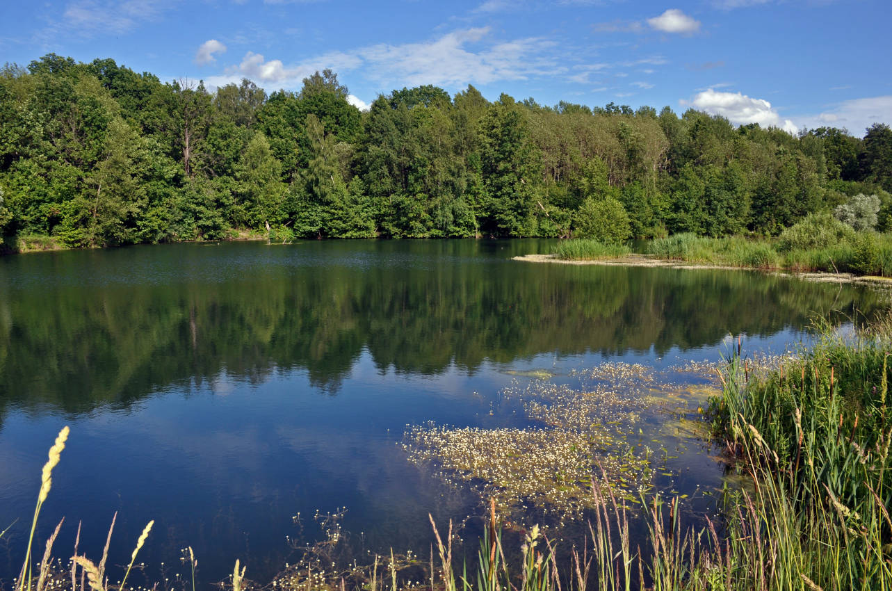 Окрестности посёлка Гжель, image of landscape/habitat.