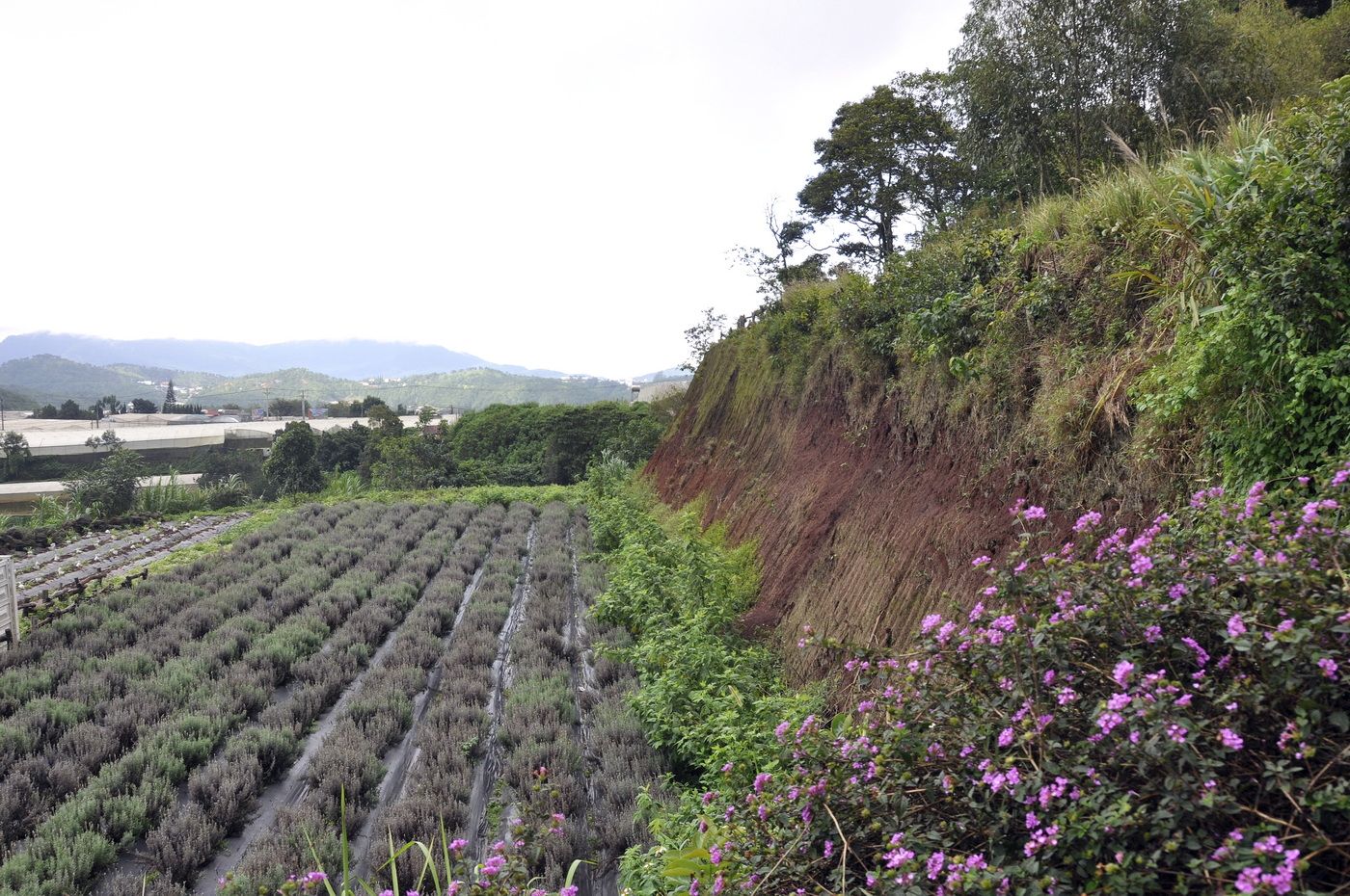 Далат, image of landscape/habitat.