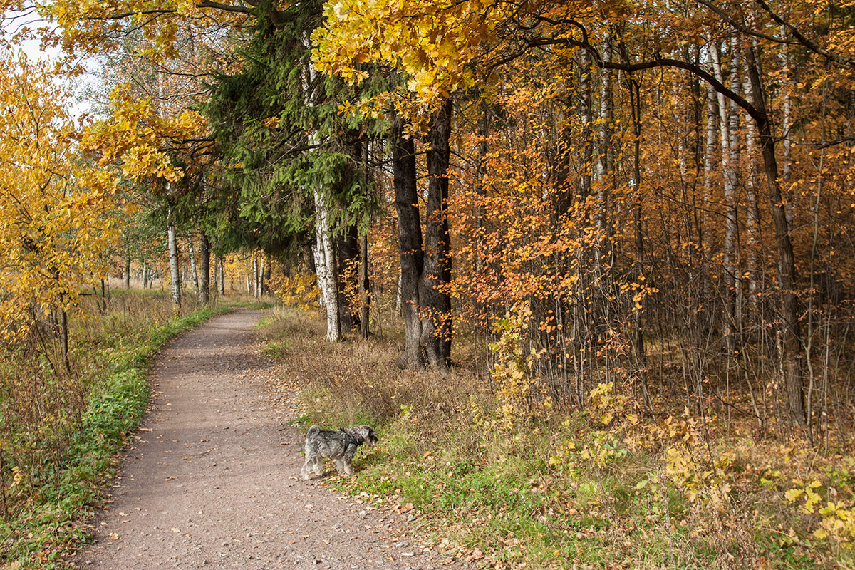 Платформа "Университет", image of landscape/habitat.