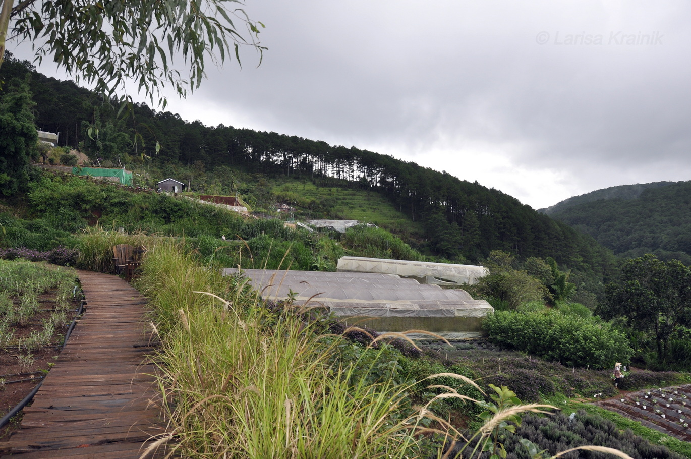 Далат, image of landscape/habitat.